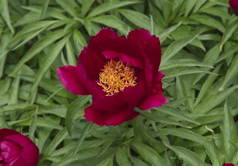 paeonia early scout  photo paeonia early scout  flickr