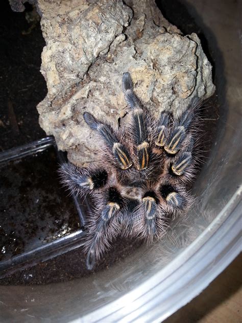 Grammostola Pulchripes Mein Kleiner Liebling Tarantula Arachnids