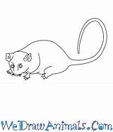 Possum Pygmy Draw Designlooter 43kb 350px sketch template