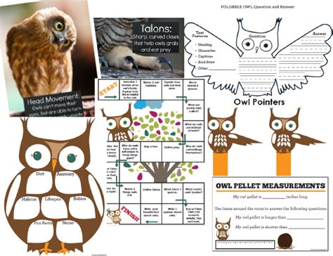 owls   hoot  informational text study