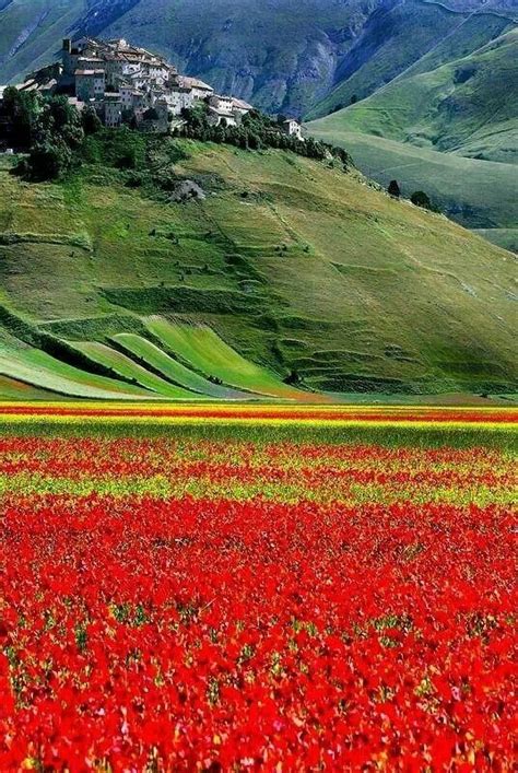 castelluccio umbria flowers pinterest