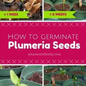 germinate plumeria seeds plumeria tree plumeria flowers
