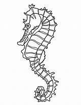 Seahorse Coloring Seaweed Pages Drawing Outline Template Easy Line Realistic Templates Colouring Sea Horse Print Crafts Hang Onto Tall Using sketch template