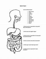 Pages Endocrine System Coloring Template Digestive sketch template