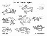 Reptiles Coloring Pages California Color Amphibians Mammals Printable Habitats Science Life Animals Kids Sheets Animal Exploringnature sketch template