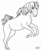 Coloring Horse Pages Rearing Clydesdale Pinto Arabian Drawing Getdrawings Paint Printable Horseshoe Outline Getcolorings sketch template