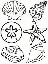 Coloring Pages Seashell Printable Shell Sea Popular Colouring Baby sketch template