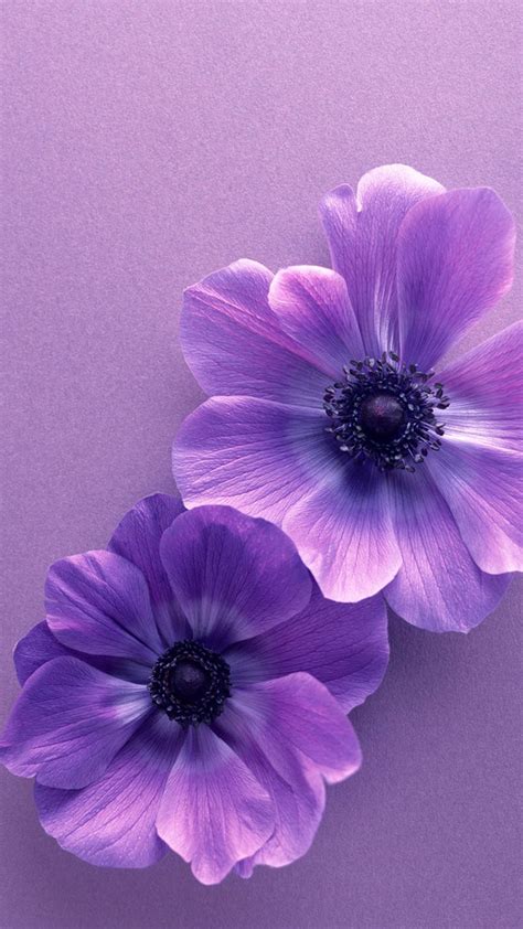 aesthetic purple flower wallpapers top  aesthetic purple flower