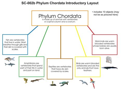 phylum chordata examples