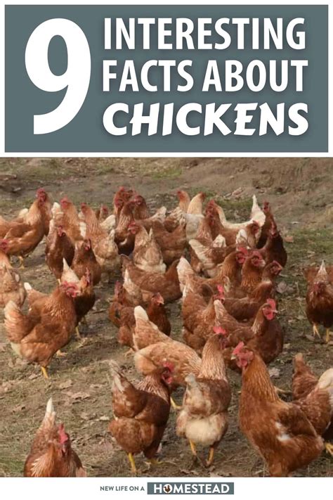 9 Interesting Facts About Chickens • New Life On A Homestead