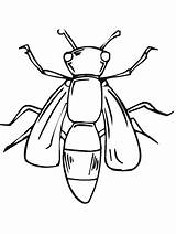 Bug Insect Moscas Insects Lightening Lightning Mosca Primarygames Bestcoloringpagesforkids sketch template