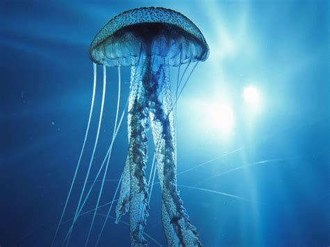 strange  real deep sea life wallpaper  fanpop
