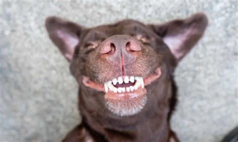 dog chatter  teeth  reasons   animals