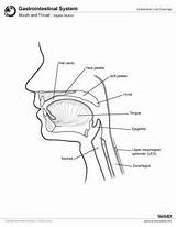 Throat Drawing Anatomy Paintingvalley sketch template