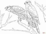 Coloring Pages Hawk Northern Goshawks Cooper Drawing Drawings Main Birds Skip sketch template