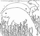 Manatee Pages Coloring Manatees Swimming Animals sketch template