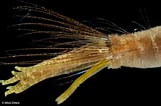 Afbeeldingsresultaten voor "pherusa Plumosa". Grootte: 161 x 106. Bron: micksmarinebiology.blogspot.com
