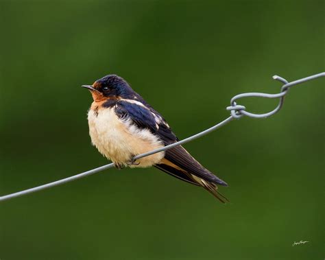 Juvenile Barn Swallow Photograph By Jurgen Lorenzen Fine Art America