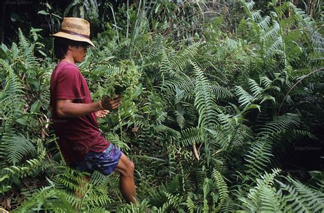 Indigenous Dayak Collecting Edible Ferns Tropical