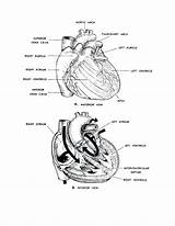 Anatomy Physiology Coloring Pages Heart Human Figure Printable Basic Clipart Getcolorings Sketchite Popular Color Library Getdrawings Template Coloringhome Last Comments sketch template