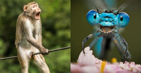 hilarious wildlife   show nature   goofy  science