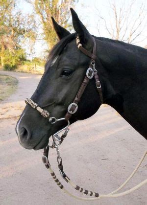 pin  joyce garrett  black black horses horses horse tack