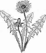 Dandelion Leaf sketch template