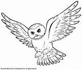 Owl Hedwig Coloring Snowy Drawings Potter Harry Pages sketch template