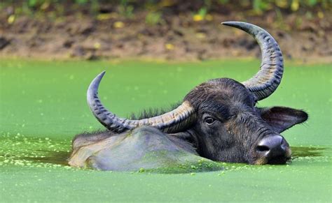 Wild Footage Of A Buffalo Herd That Wrecked A Couples Swimming Pool