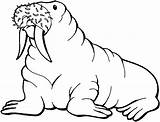 Walrus Mors Kolorowanki Lodzie Dzieci Walruses Coloringbay Arctic Coloringme Malowankę Wydrukuj Kolorowanka sketch template