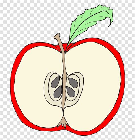 Clip Art Red Apple Clipart Wikiclipart Parts Of An Apple Clipart Plant