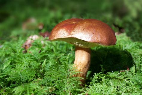 essbar oder giftig pilze bestimmen pilze greizerwaldde