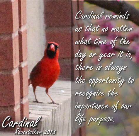 cardinal bird poems cardinal sympathy quotes
