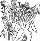 Coloring Corn Pages Kids Cycle Growth Vegetables Coloringpagesfortoddlers Fun Real Cute Visit Sheets sketch template