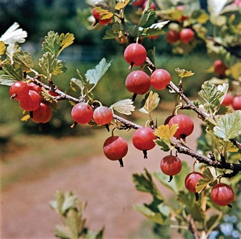 gooseberry description fruit  species facts britannica