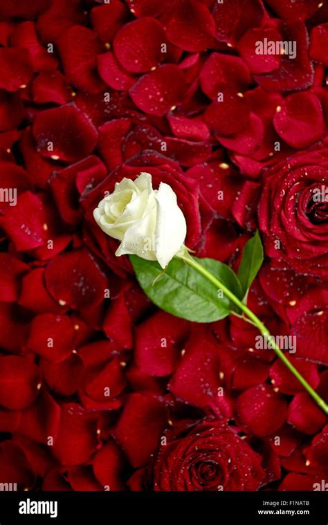 white rose  red rose petals valentines day theme roses background