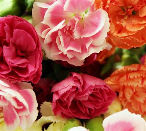 carnations plant care  growing guide