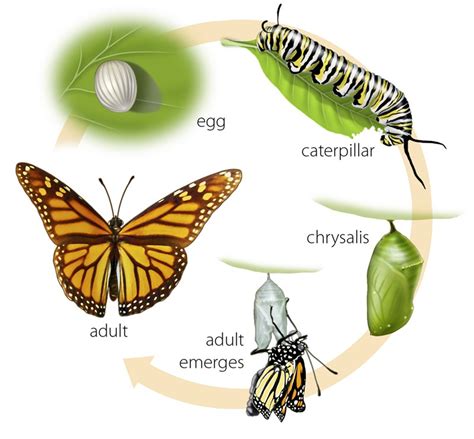 life cycle   butterfly