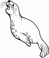 Seal Coloring Sea Kids Lions Pages Folks Todays Listed Greetings Coloringsheet Latest Fun Coloringsky sketch template
