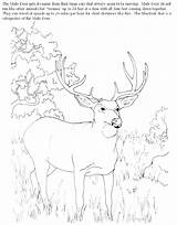 Mule Deer Coloring Getcolorings sketch template
