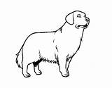 Golden Retriever Dog Coloring Coloringcrew sketch template