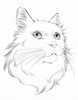 Cat Coloring Snow Downloadable sketch template