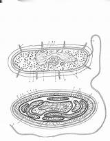 Prokaryotic Tutors Families sketch template