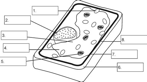 blank plant cell diagram