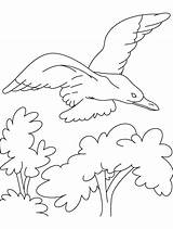 Coloring Fly Gull Bird High sketch template