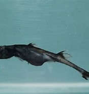 Afbeeldingsresultaten voor "etmopterus Schultzi". Grootte: 175 x 185. Bron: shark-references.com