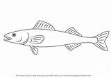 Draw Drawing Step Sablefish Cod Fishes Tutorials sketch template