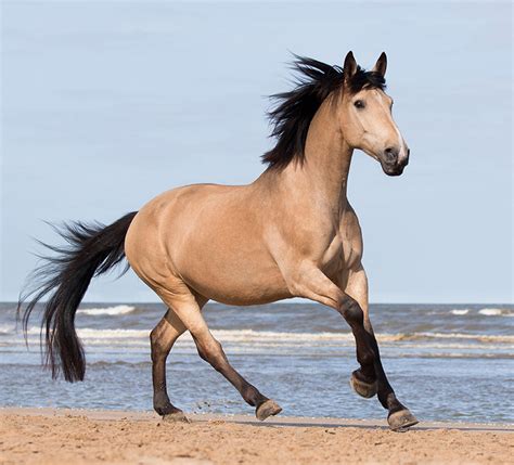 paard op strand penny