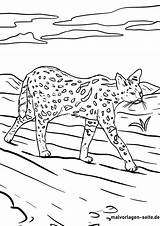 Serval Raubkatzen Ausmalen Wildtiere sketch template