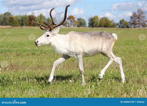 reindeer royalty  stock  image